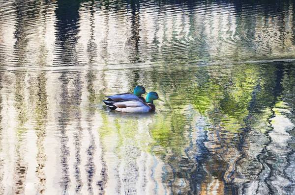 Photograph Mitchell Funk Two Ducks on One Eyeland